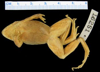 Media type: image; Herpetology A-16251
